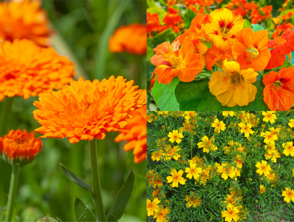 Ringelblume, Kapuzinerkresse und Tagetes