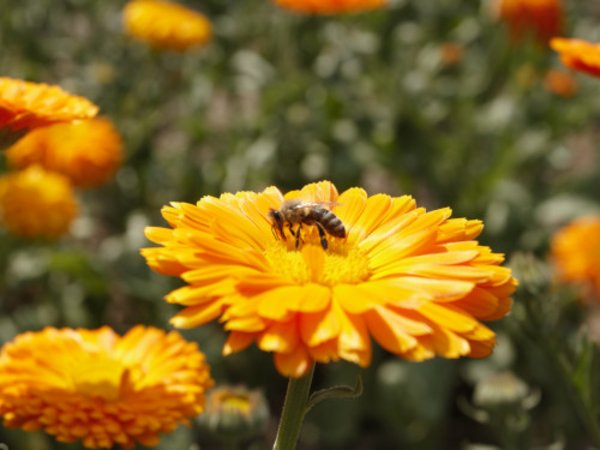 Biene auf Calendula