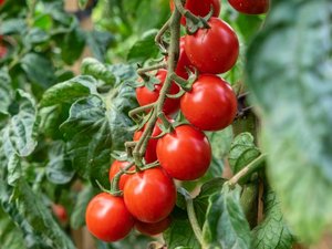 Eine Rispe von roten Tomaten vor grünen Blättern.