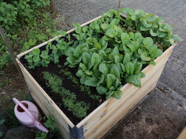 hochbeet mit gemüsepflanzen und einer giesskanne daneben