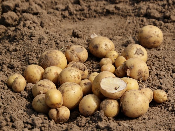 Ein kleiner haufen gelbschaliger Kartoffeln liegt auf der Erde