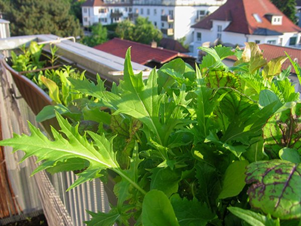 Nahaufnahme von grünen Pflanzenblättern auf einem Balkon mit unscharfem Hintergrund von Häusern