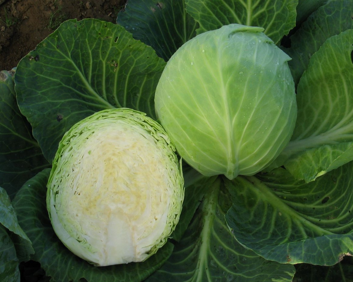 Ein halber und ein ganzer Weißkohl liegen auf weiteren Kohlblättern auf der Erde