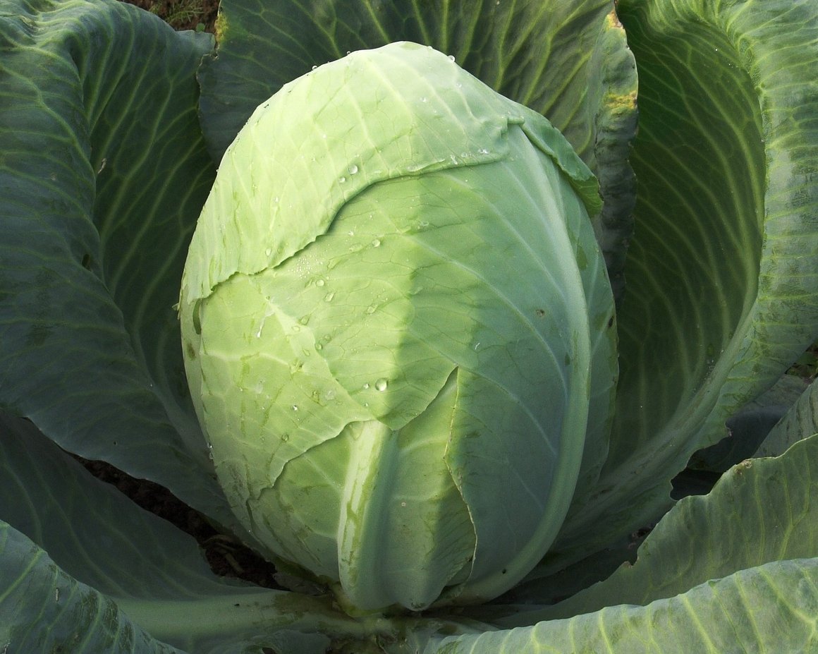 Weißkohlkopf umgeben von aufgefächerten Weißkohlblättern