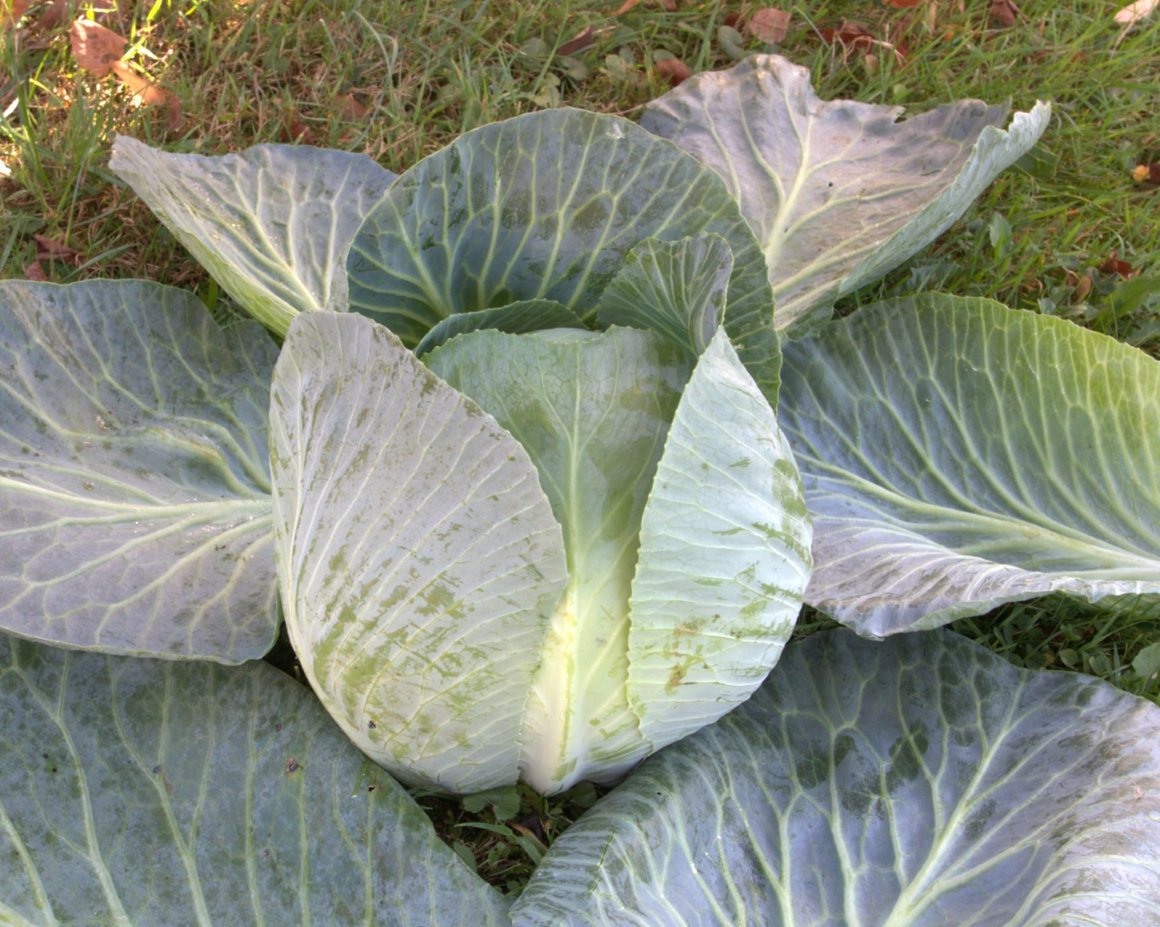 Kopf des Weißkohls Marwei mit großen, grünen, leicht gewellten Blättern auf Grasboden.
