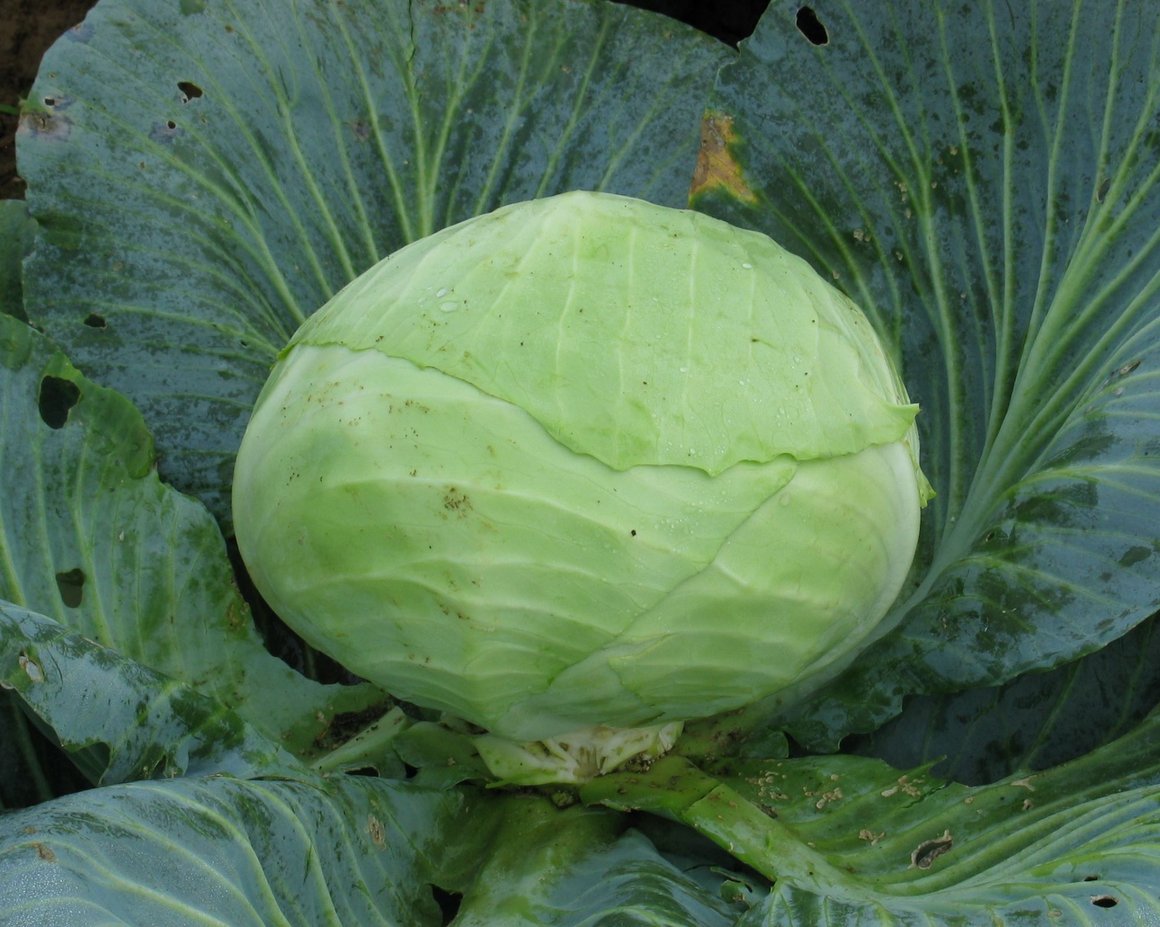 Runder, hellgrüner Weißkohlkopf umgeben von großen, dunkleren Kohlblättern.