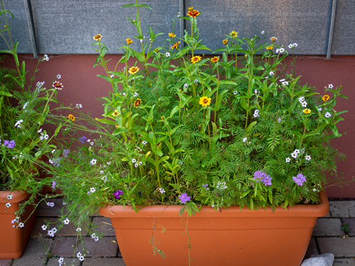 Blumen und Pflanzen in einem rechteckigen Pflanzkasten auf einem Balkon vor einer Wand