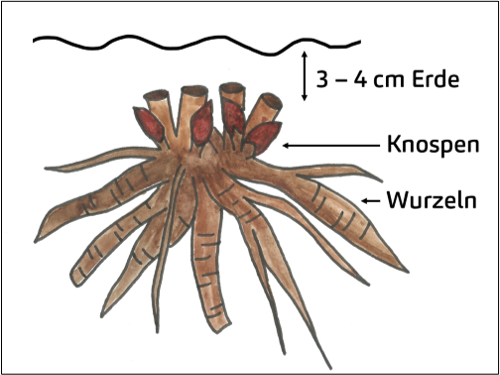 Illustration zur Pflanztiefe von Pfingstrosenwurzeln